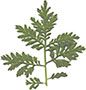 Leaves of the sweet wormwood shrub