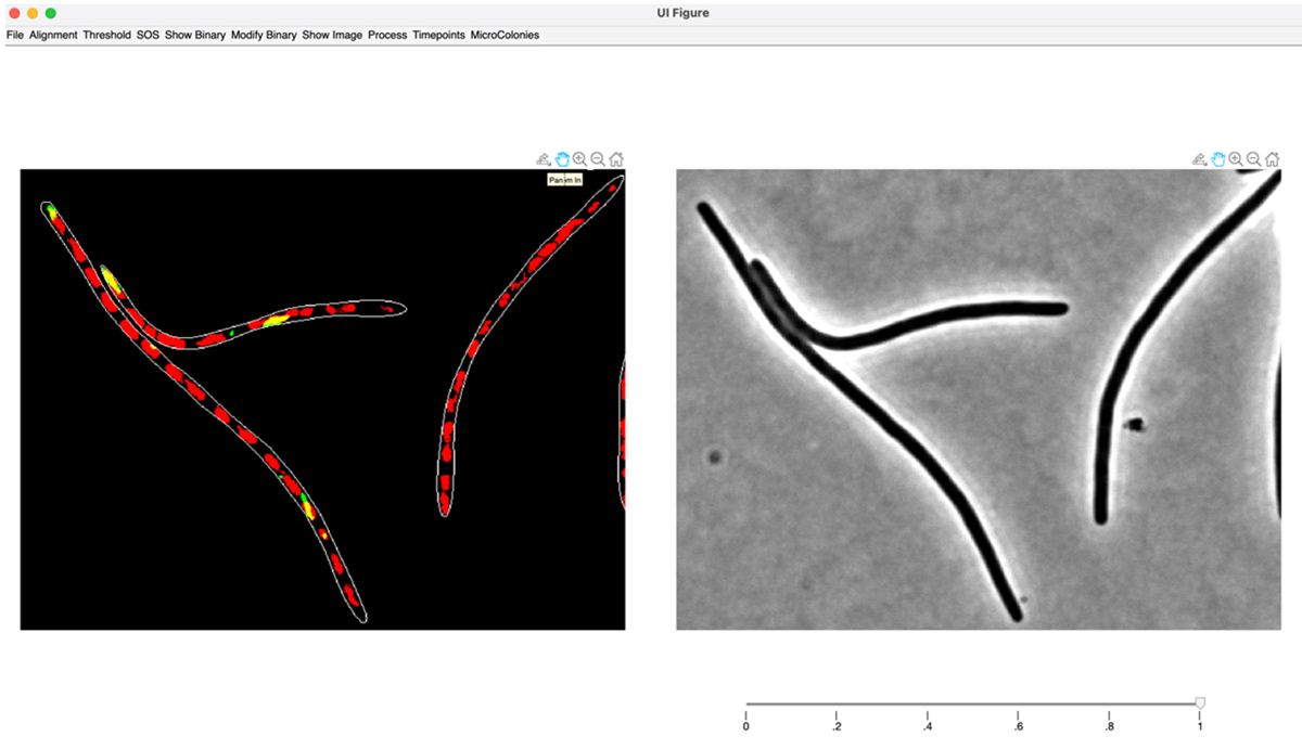 Two bacterial samples are shown side by side, one with fluorescent markers and the other without.
