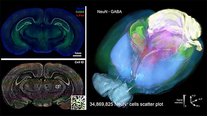NeuN, GABA, and c-Fos labeled brain images with a cell scatter plot.