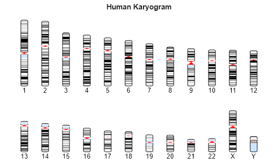 Figure contains an axes object. The hidden axes object with title Human Karyogram contains 1088 objects of type patch, line, text.