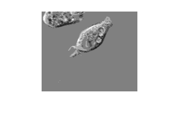 Figure contains an axes object. The hidden axes object contains an object of type image.