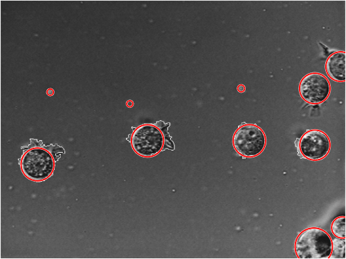 Image showing circular objects detected in a microscopy image.